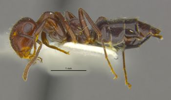 Media type: image;   Entomology 28548 Aspect: habitus lateral view
